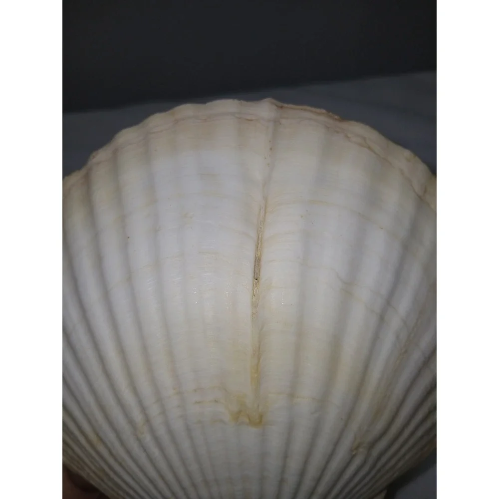 Original Jumbo XL Sea Scallop Shells Lot 2 About 6 Inches Trinkets Crafts Dish